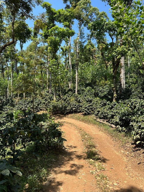 India Ratnagiri Estate